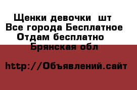 Щенки девочки 4шт - Все города Бесплатное » Отдам бесплатно   . Брянская обл.